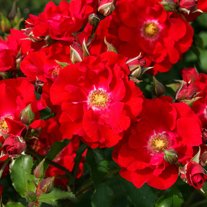 Roșu - trandafir de parc